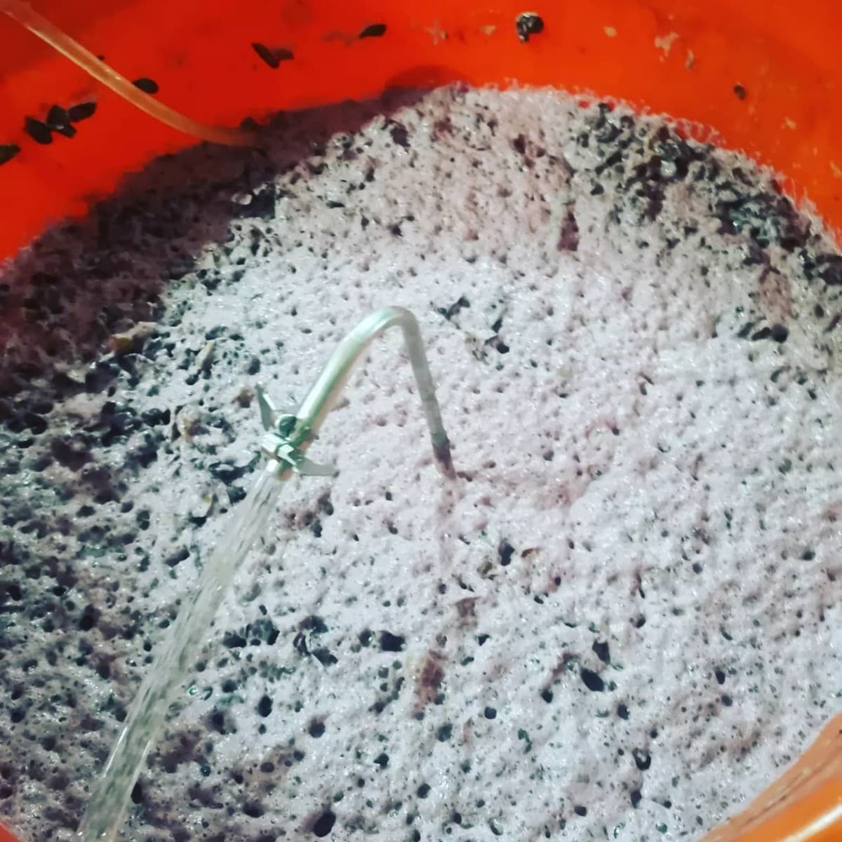 巨峰葡萄也能釀酒！米其林侍酒師的台灣葡萄夢，釀成繽紛夢幻氣泡酒