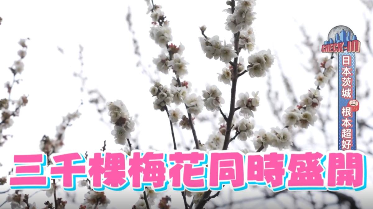發現日本隱藏寶地! 99%的人不知道的「茨城」,沒來過別說你愛日本 發現日本隱藏寶地! 99%的人不知道的「茨城」,沒來過別說你愛日本