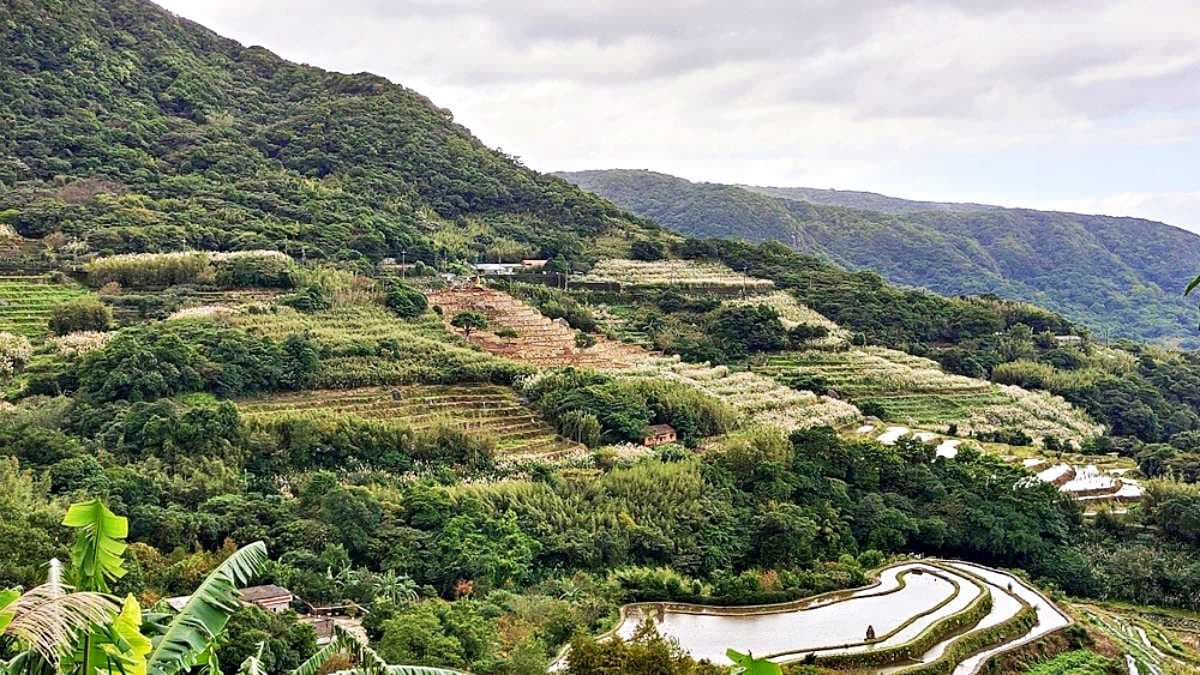 石門嵩山社區有１處祕境梯田，號稱新北最大的百年梯田。（圖片來源：小企鵝生活趣）