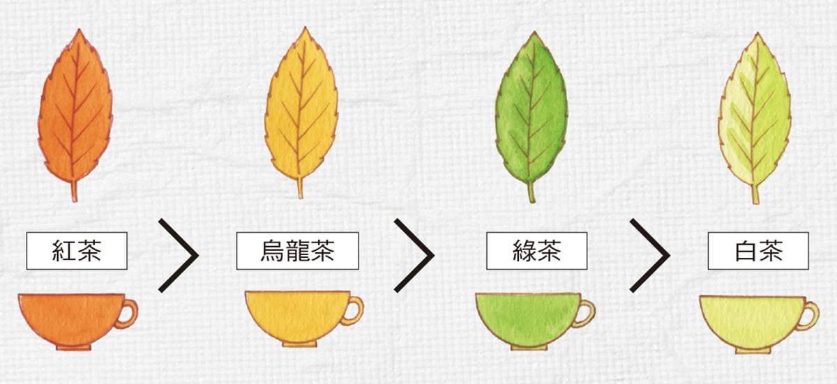 紅茶VS咖啡誰的咖啡因多？南非國寶茶竟然「不是茶」？紅茶知識大蒐祕