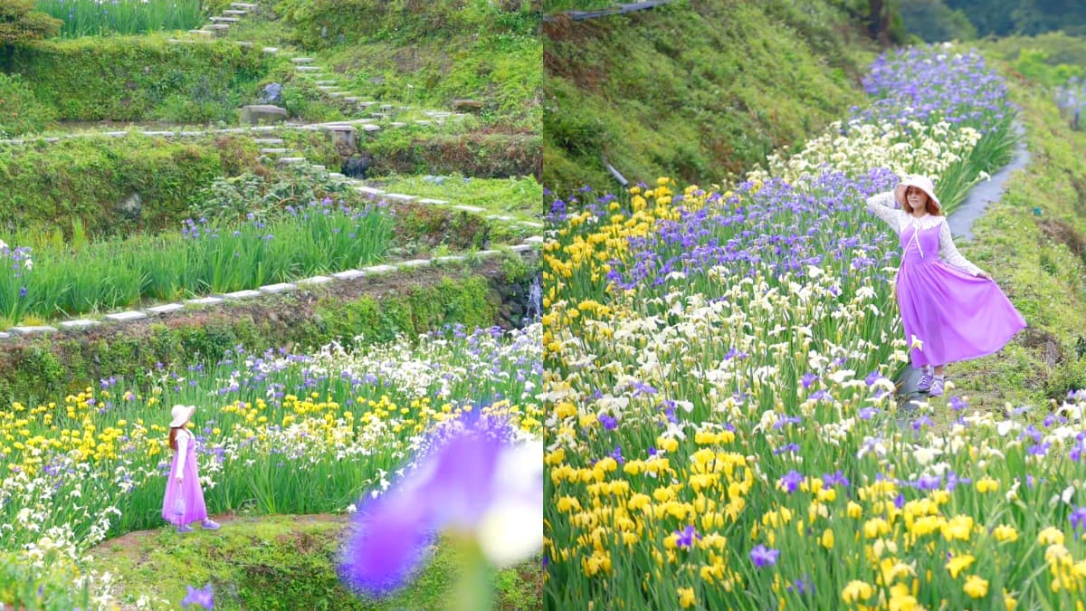 北海岸最美「抹茶千層派」！百年梯田＋三色鳶尾花海免費拍爆，堪稱全台唯一