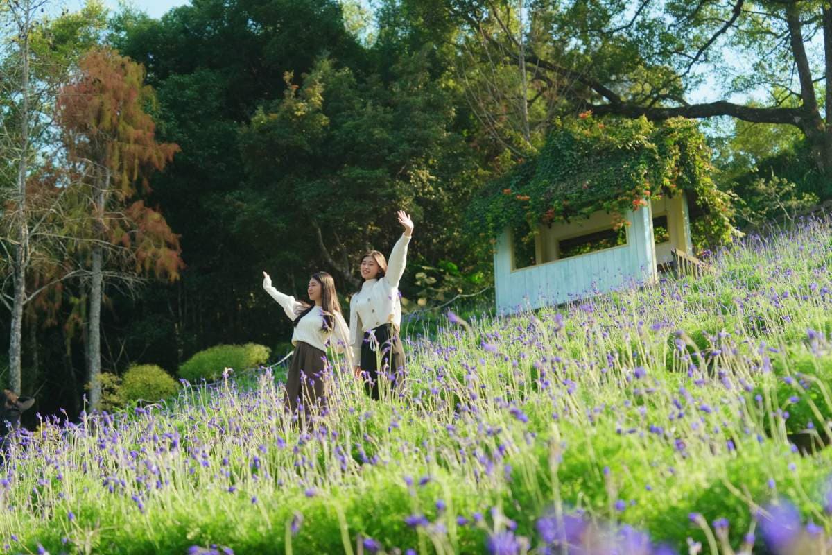 限時２天免費入園！薰衣草森林繡球花季登場，做「這事」再享霜淇淋買一送一