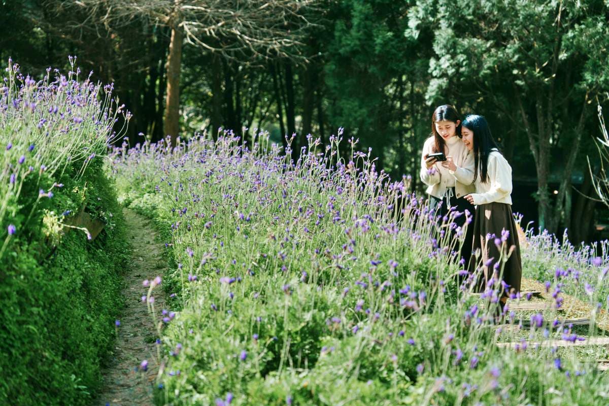 限時２天免費入園！薰衣草森林繡球花季登場，做「這事」再享霜淇淋買一送一