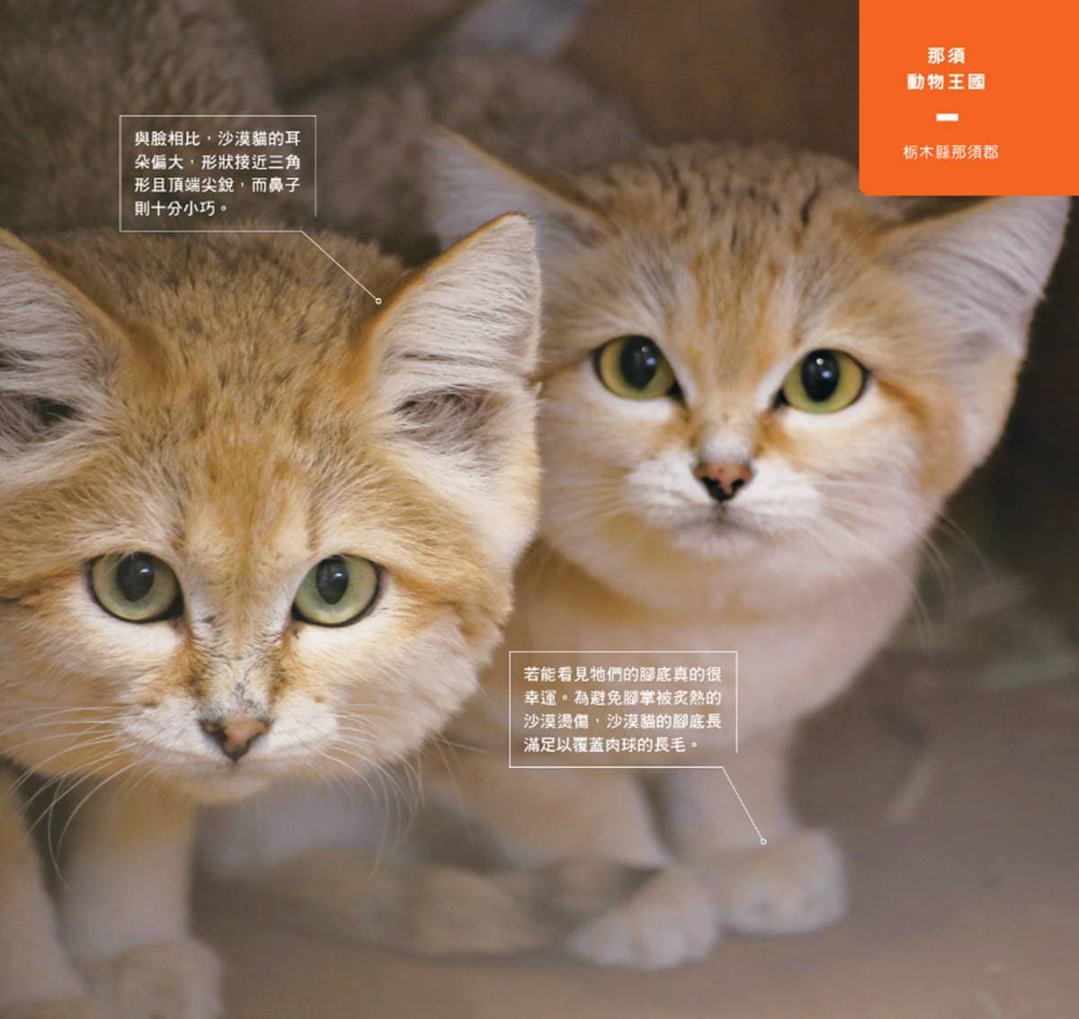 日本動物園偶像巡禮！５大必看人氣明星：拍寫真集大猩猩、會鞠躬呆萌鯨頭鸛