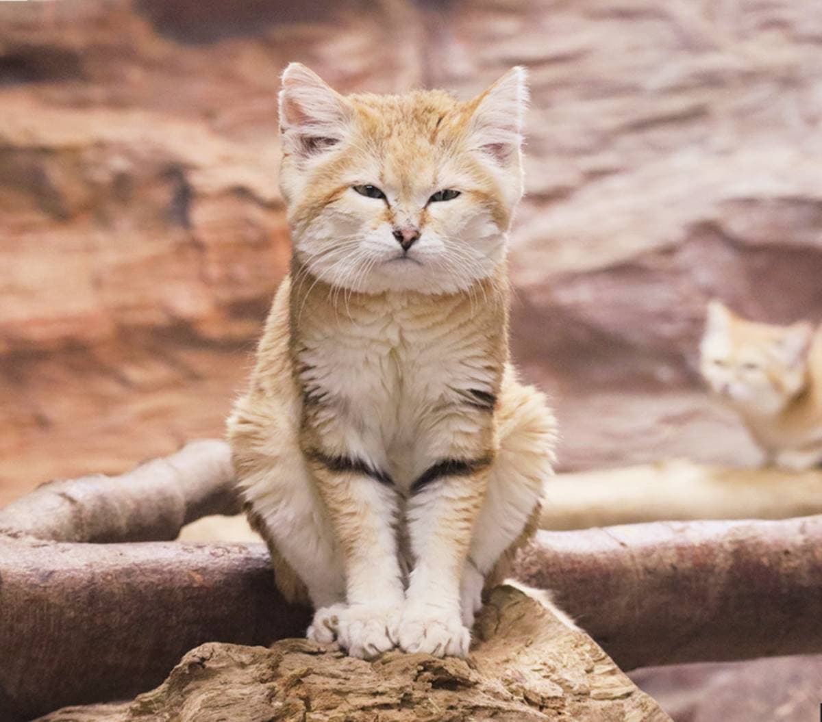 日本動物園偶像巡禮！５大必看人氣明星：拍寫真集大猩猩、會鞠躬呆萌鯨頭鸛