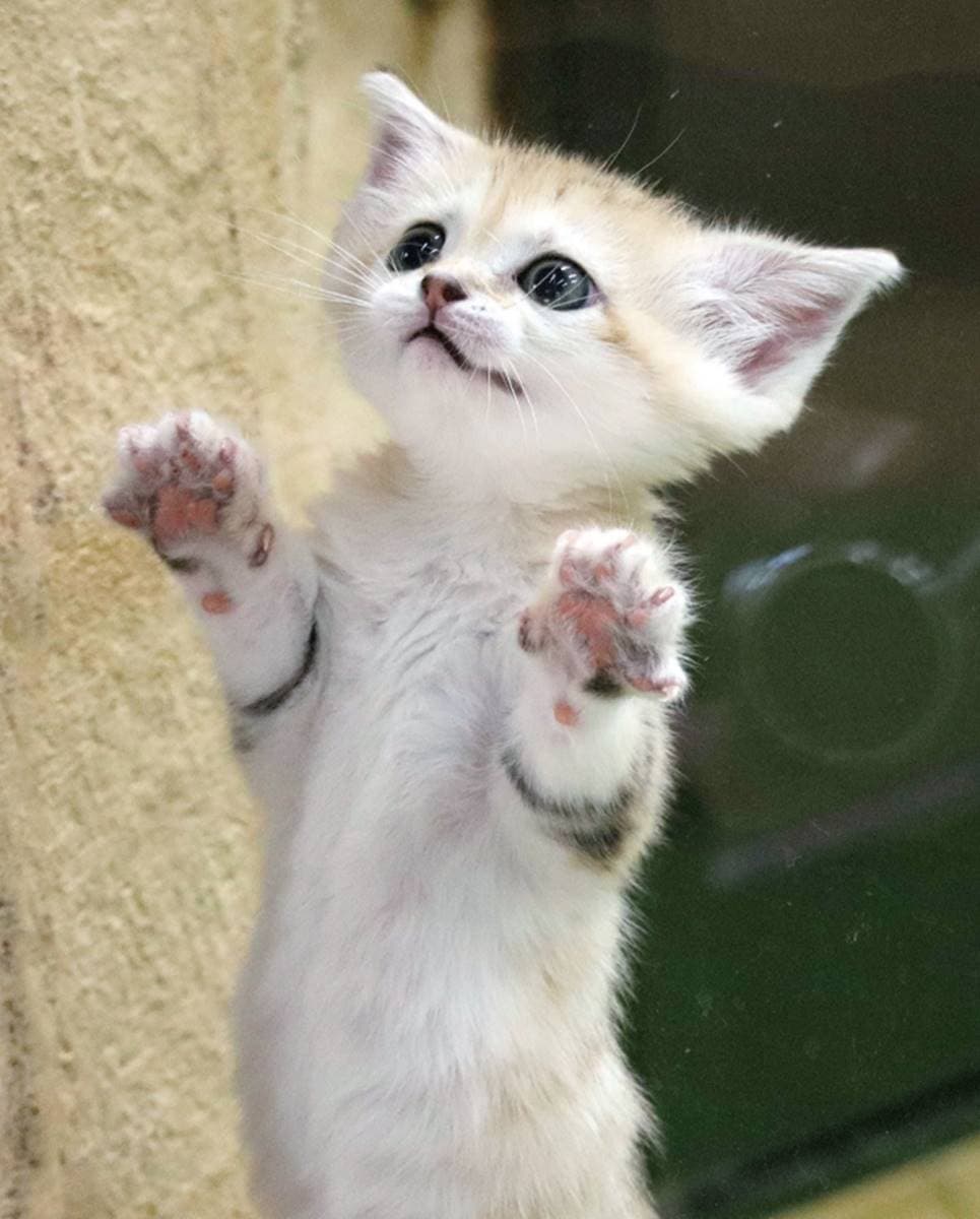 日本動物園偶像巡禮！５大必看人氣明星：拍寫真集大猩猩、會鞠躬呆萌鯨頭鸛
