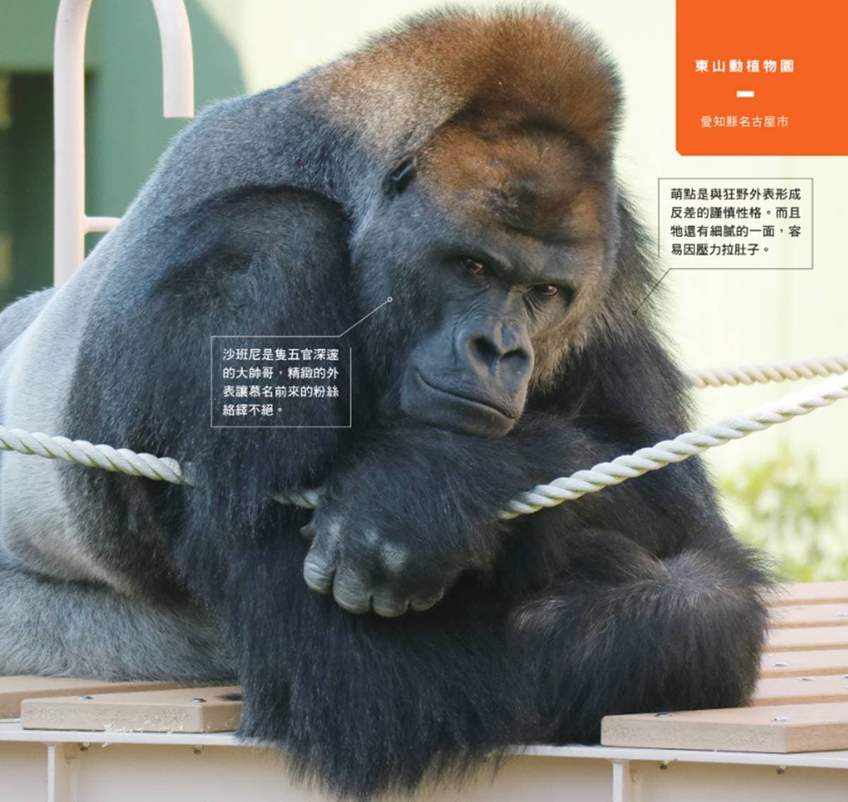 日本動物園偶像巡禮！５大必看人氣明星：拍寫真集大猩猩、會鞠躬呆萌鯨頭鸛