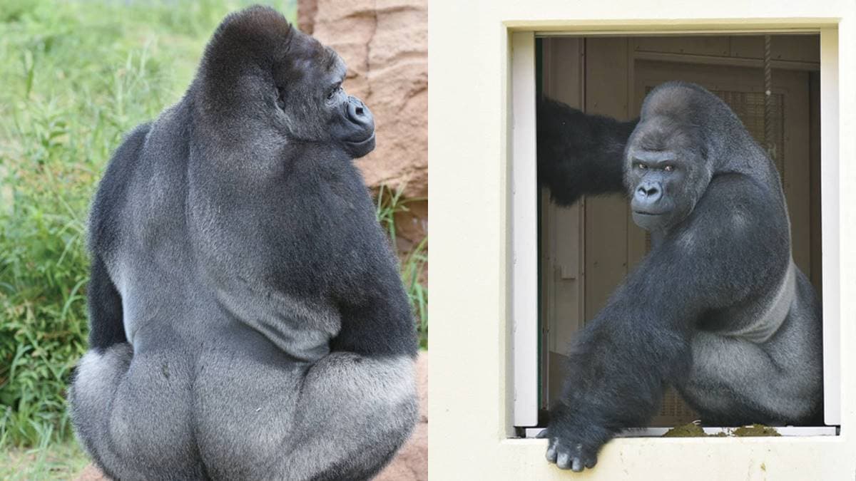 日本動物園偶像巡禮！５大必看人氣明星：拍寫真集大猩猩、會鞠躬呆萌鯨頭鸛