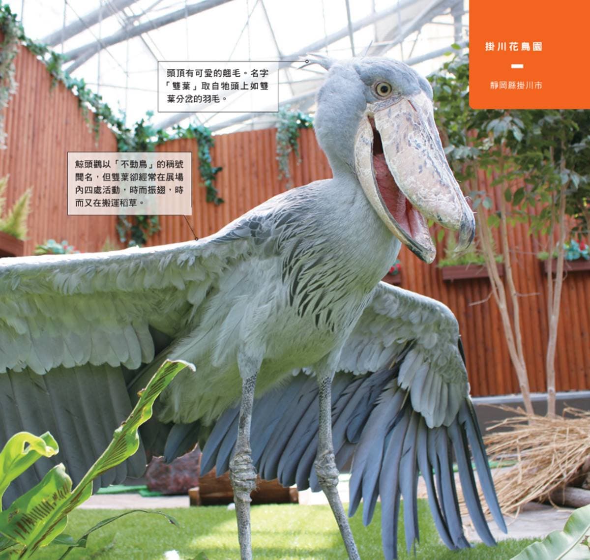 日本動物園偶像巡禮！５大必看人氣明星：拍寫真集大猩猩、會鞠躬呆萌鯨頭鸛