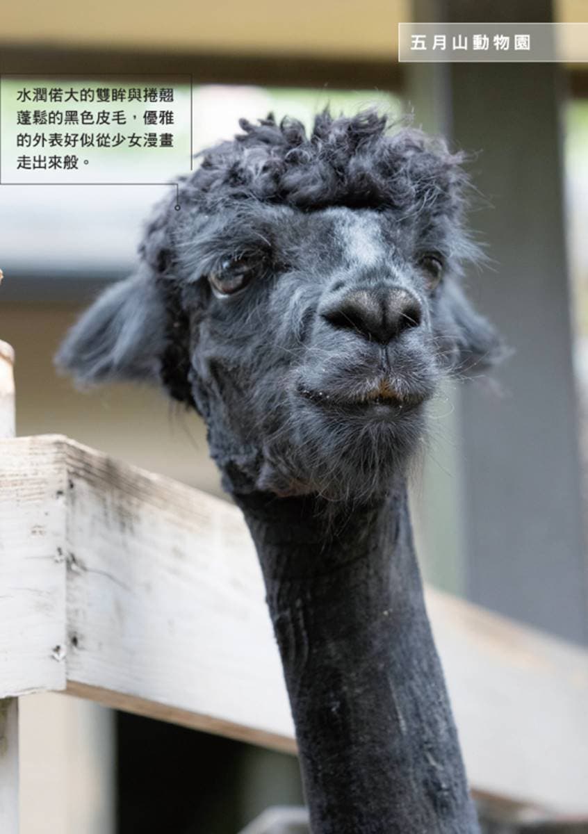 日本動物園偶像巡禮！５大必看人氣明星：拍寫真集大猩猩、會鞠躬呆萌鯨頭鸛