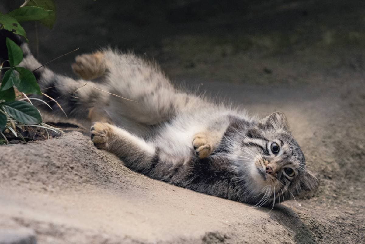 日本動物園偶像巡禮！５大必看人氣明星：拍寫真集大猩猩、會鞠躬呆萌鯨頭鸛