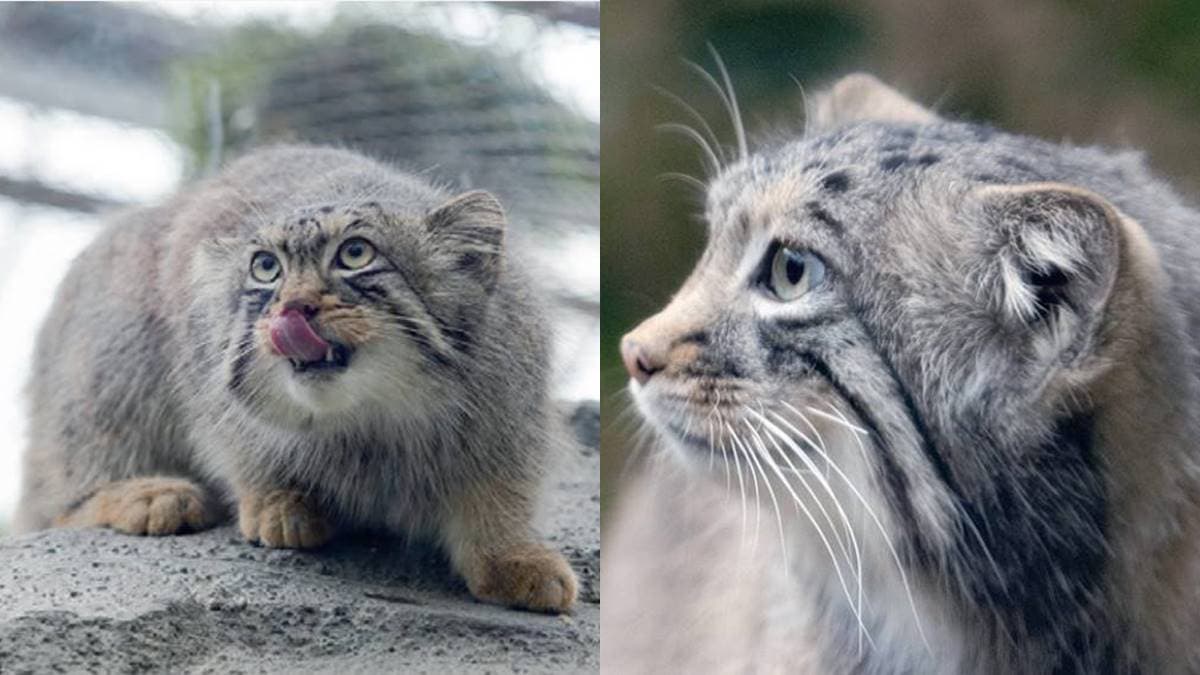 日本動物園偶像巡禮！５大必看人氣明星：拍寫真集大猩猩、會鞠躬呆萌鯨頭鸛