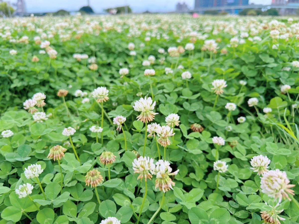 破1.5萬坪免費拍爆!白花三葉草花海藏「全台最大河濱公園」,宛如雪景超夢幻 破1.5萬坪免費拍爆!白花三葉草花海藏「全台最大河濱公園」,宛如雪景超夢幻