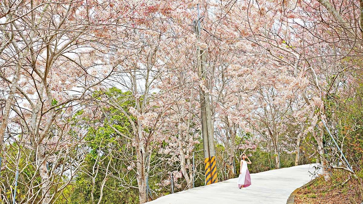 武鹿坑花旗木