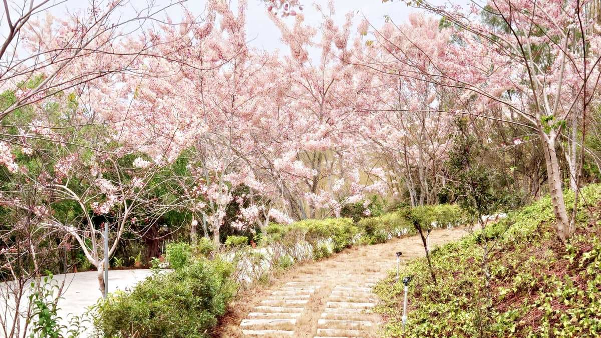 中間有１條花旗木小徑，個人認為這邊最好拍，令人驚豔。（圖片來源：阿捷的打飯班）