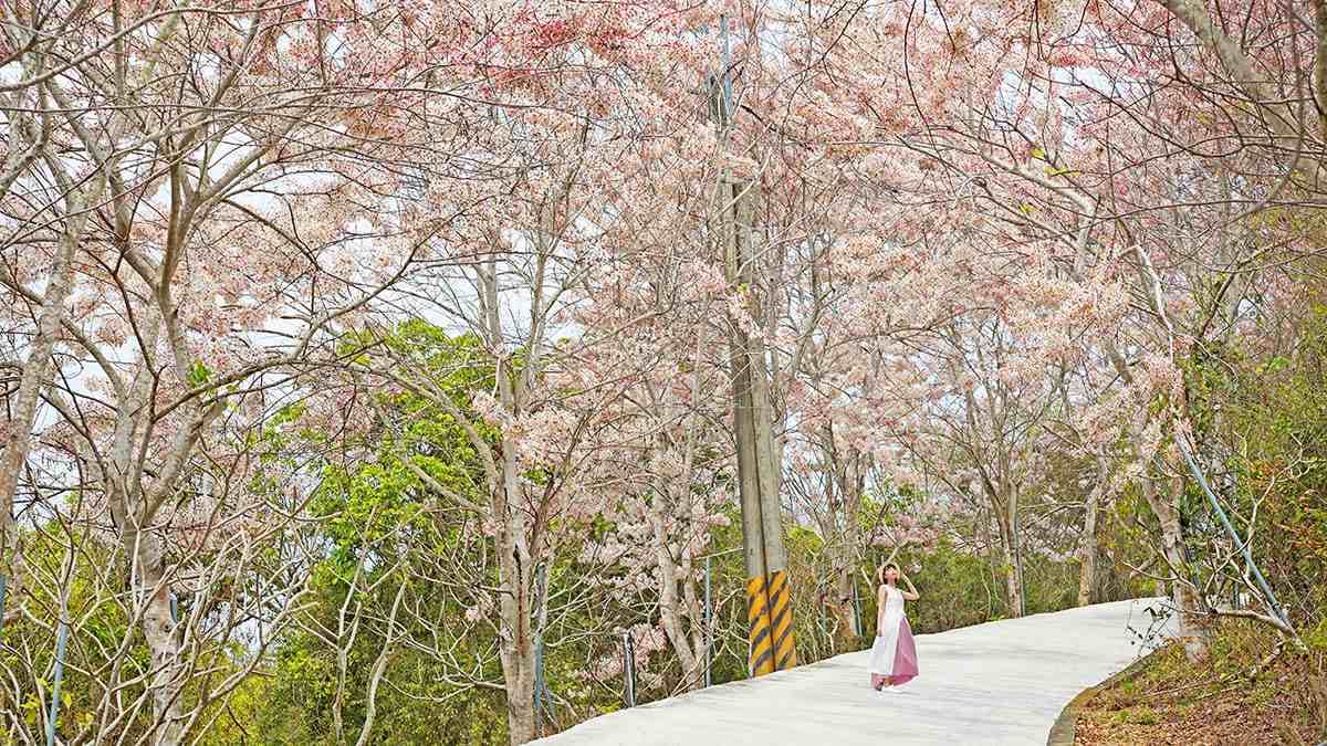 粉爆了!中南部7處「花旗木祕境」:台版吉野山千本櫻、彰化最美鐵道 粉爆了!中南部7處「花旗木祕境」:台版吉野山千本櫻、彰化最美鐵道