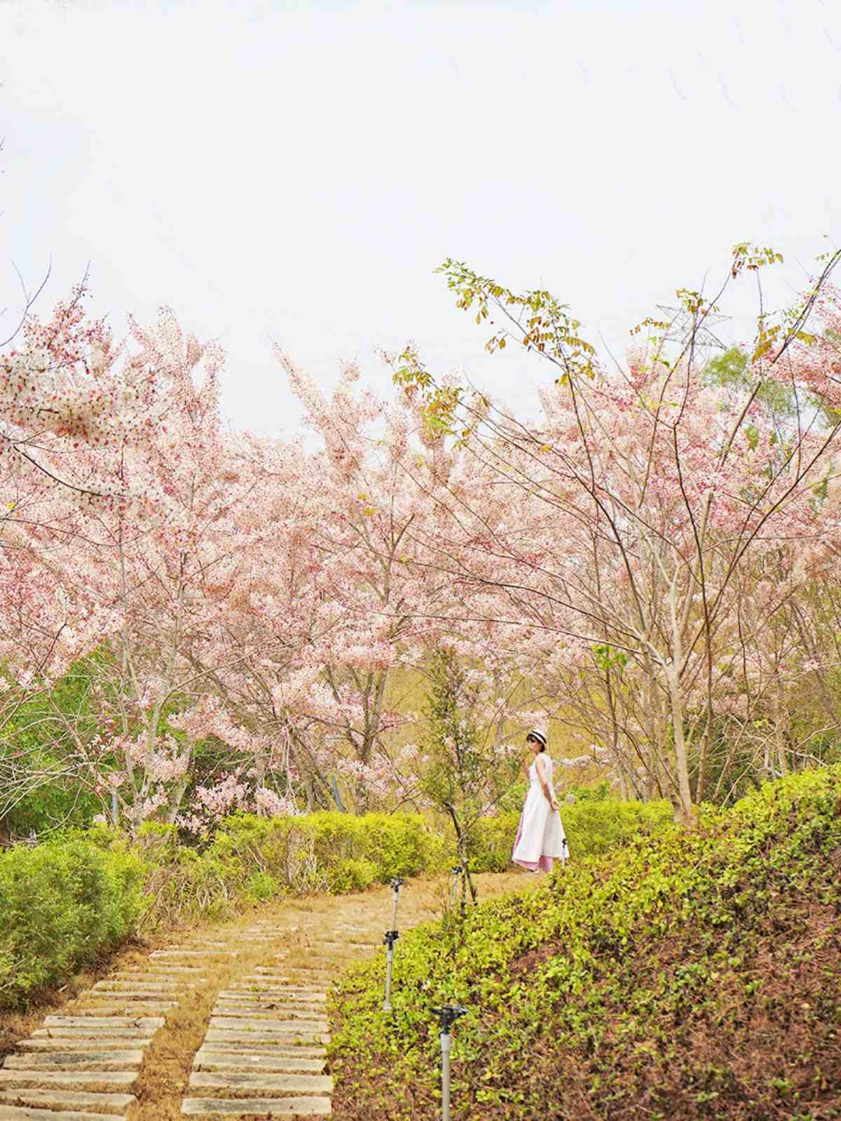 粉爆了!中南部7處「花旗木祕境」:台版吉野山千本櫻、彰化最美鐵道 粉爆了!中南部7處「花旗木祕境」:台版吉野山千本櫻、彰化最美鐵道