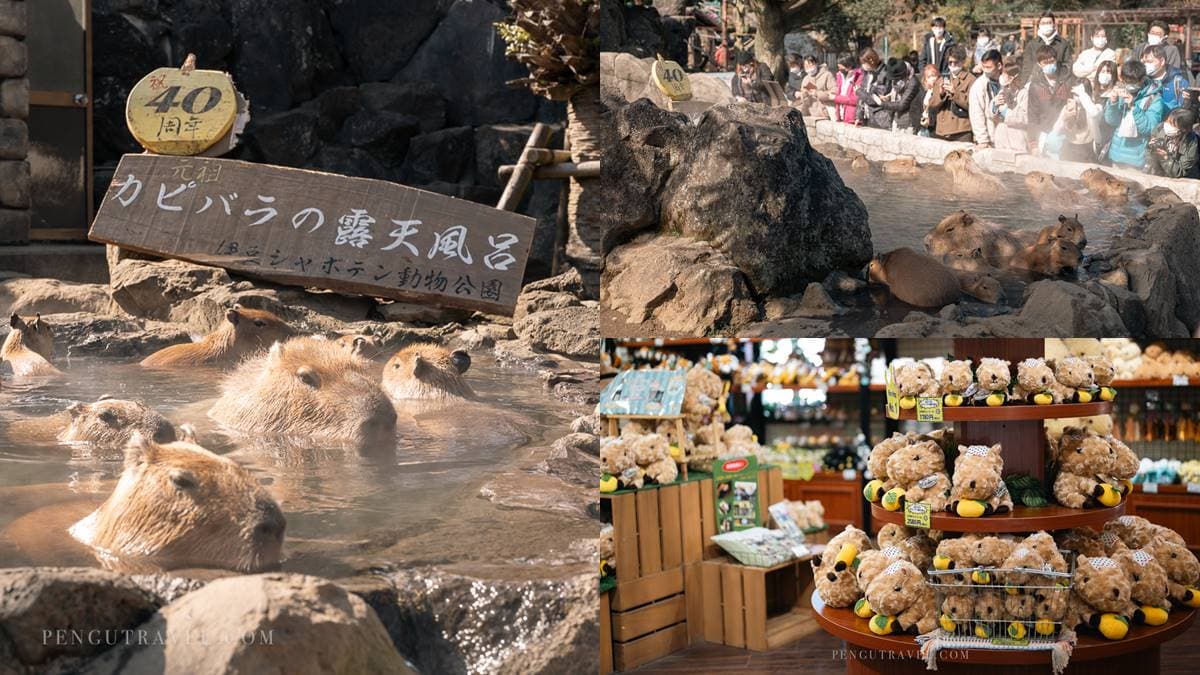 水豚泡湯「暴紅起點」！超療癒40年「水豚溫泉」，園內還能賞鳥、乘船探險