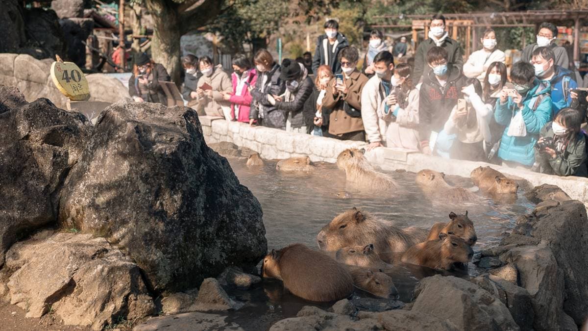 水豚露天溫泉每年吸引大批遊客前來。（圖片來源：Pengu Travel）