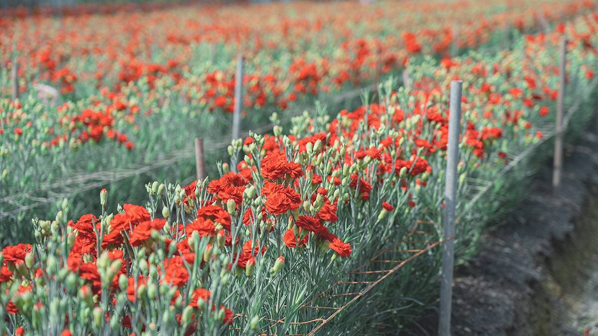 經典的紅色康乃馨花海，怎麼拍都美。（圖片來源：旅行履行中）