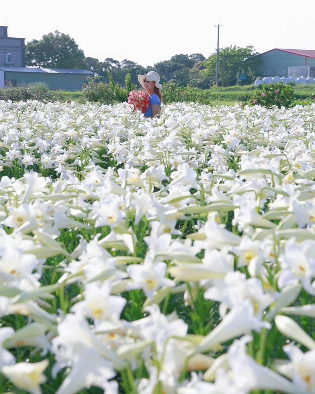 超過2萬朵「純白百合花海」50元拍爆!順遊日系樹林隧道、超低調麵包工廠 超過2萬朵「純白百合花海」50元拍爆!順遊日系樹林隧道、超低調麵包工廠