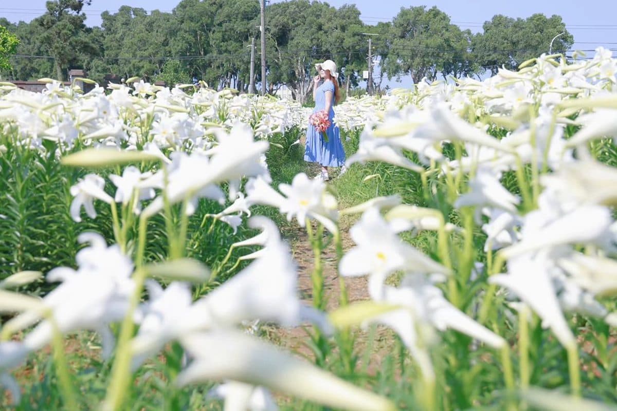 超過2萬朵「純白百合花海」50元拍爆!順遊日系樹林隧道、超低調麵包工廠 超過2萬朵「純白百合花海」50元拍爆!順遊日系樹林隧道、超低調麵包工廠