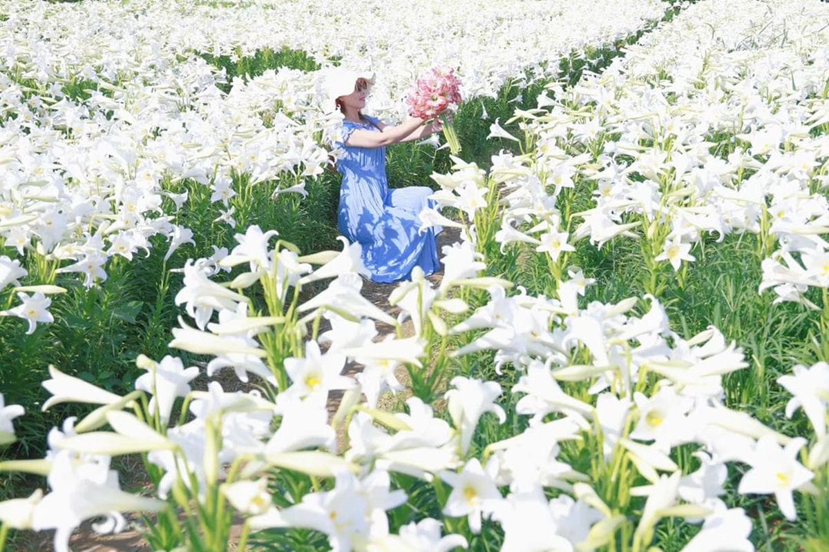 超過2萬朵「純白百合花海」50元拍爆!順遊日系樹林隧道、超低調麵包工廠 超過2萬朵「純白百合花海」50元拍爆!順遊日系樹林隧道、超低調麵包工廠
