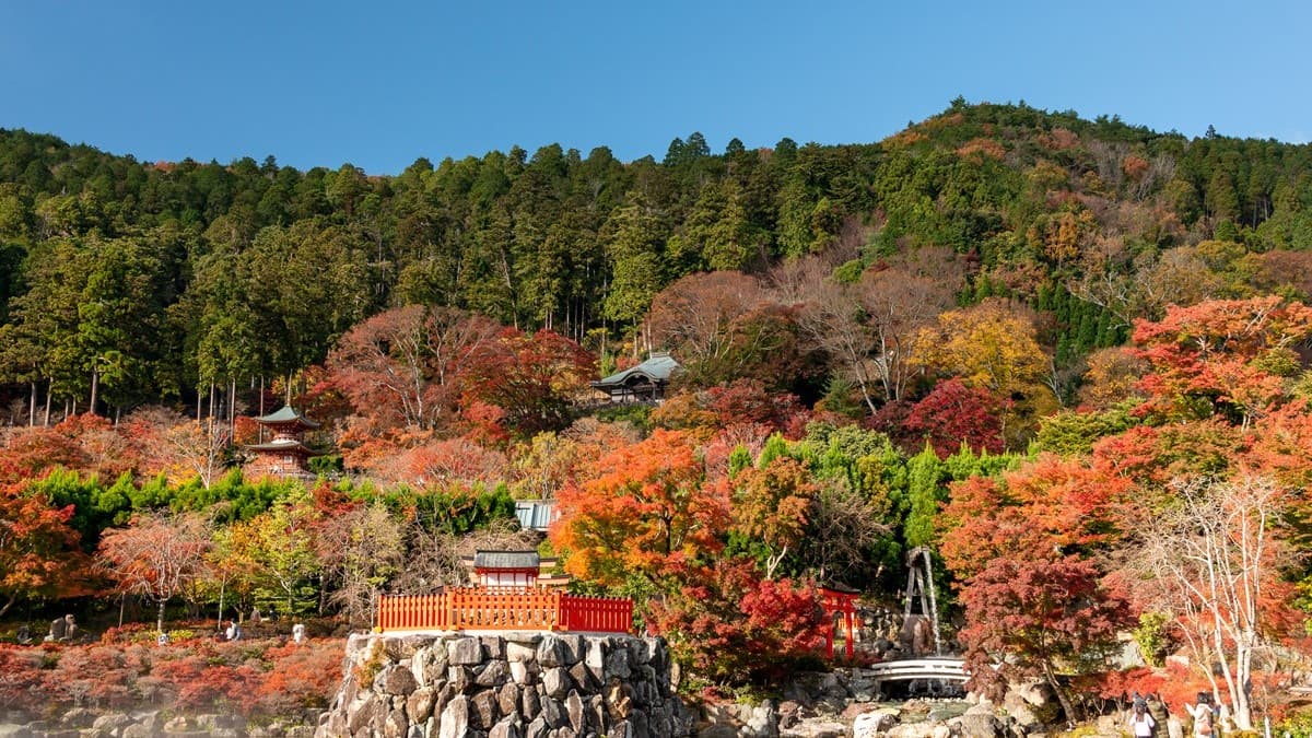 箕面是大阪賞楓勝地，每到秋季，寺內也會染上楓紅。（圖片來源：Shutterstock）