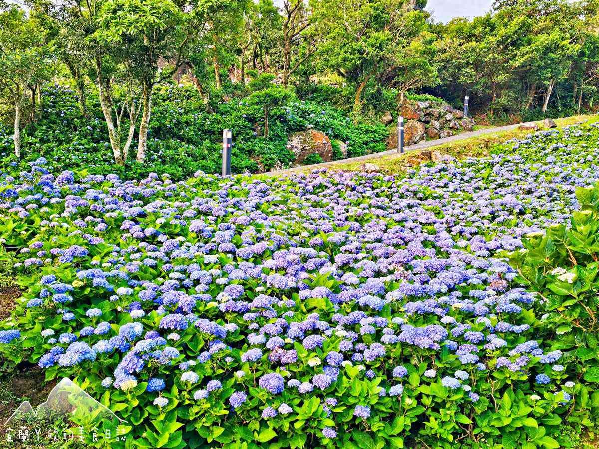 北部最美「繡球花祕境」藏公路!上萬朵藍紫花海免費拍爆,再登高遠眺龜山島 北部最美「繡球花祕境」藏公路!上萬朵藍紫花海免費拍爆,再登高遠眺龜山島