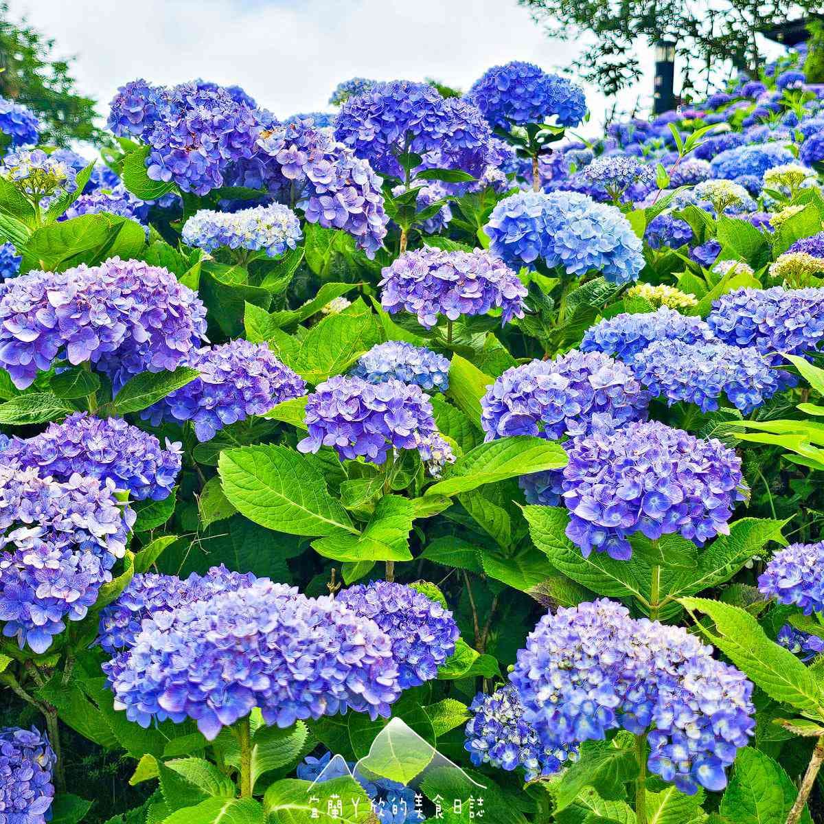 北部最美「繡球花祕境」藏公路!上萬朵藍紫花海免費拍爆,再登高遠眺龜山島 北部最美「繡球花祕境」藏公路!上萬朵藍紫花海免費拍爆,再登高遠眺龜山島