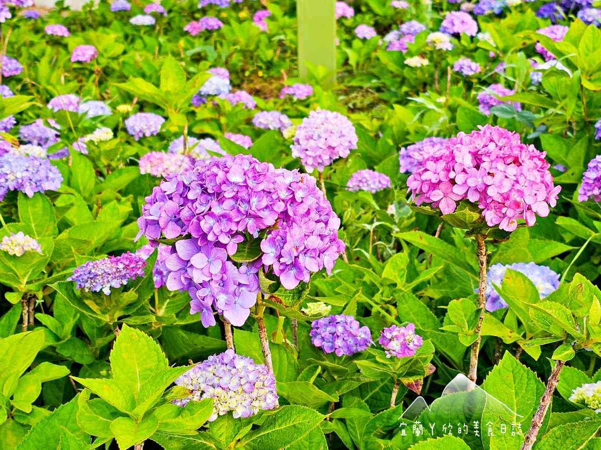 北部最美「繡球花祕境」藏公路!上萬朵藍紫花海免費拍爆,再登高遠眺龜山島 北部最美「繡球花祕境」藏公路!上萬朵藍紫花海免費拍爆,再登高遠眺龜山島