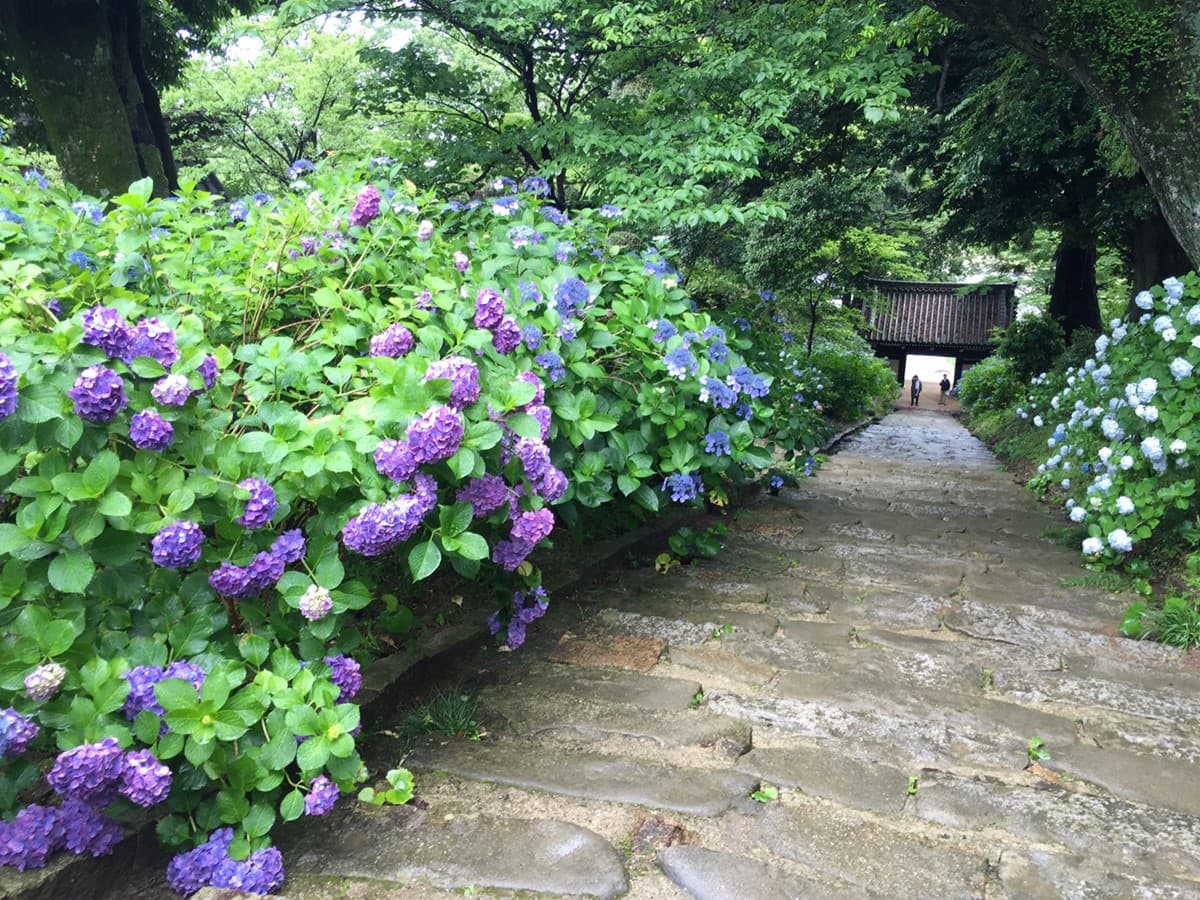 整個池面都是繡球花！觀音寺竟藏IG暴紅美景，還有夜間燈光秀快衝