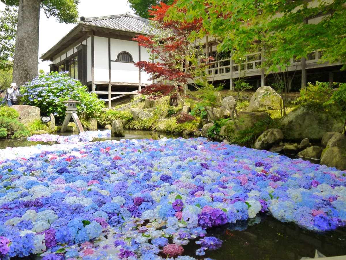整個池面都是繡球花！觀音寺竟藏IG暴紅美景，還有夜間燈光秀快衝