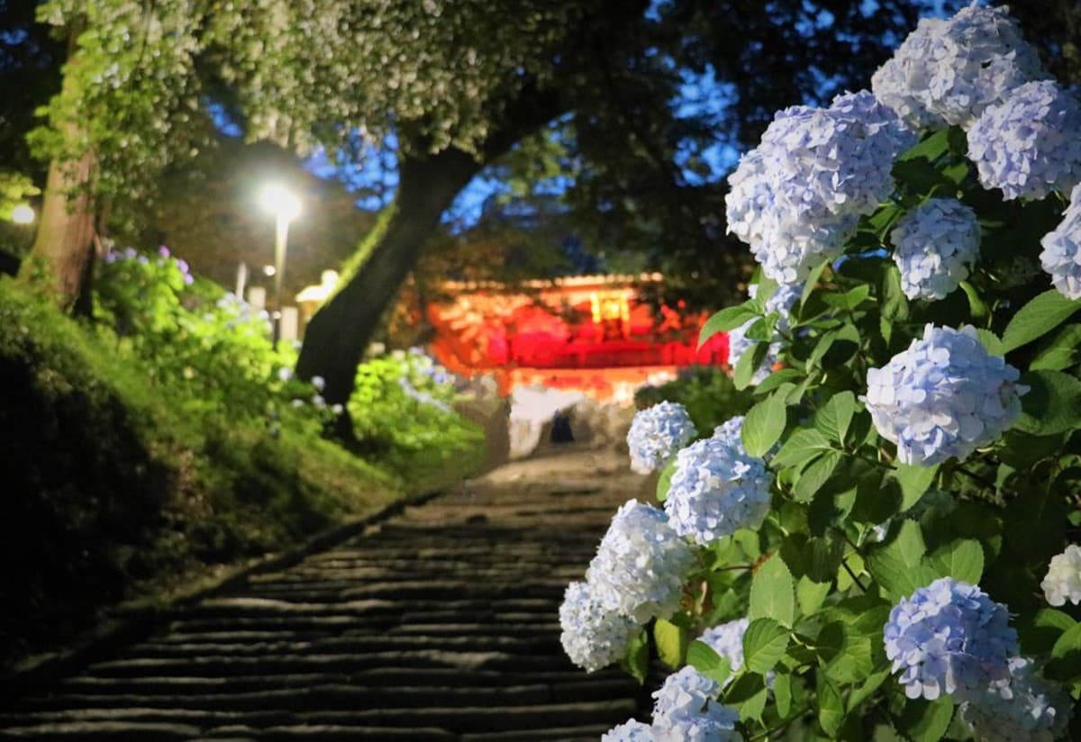 整個池面都是繡球花！觀音寺竟藏IG暴紅美景，還有夜間燈光秀快衝