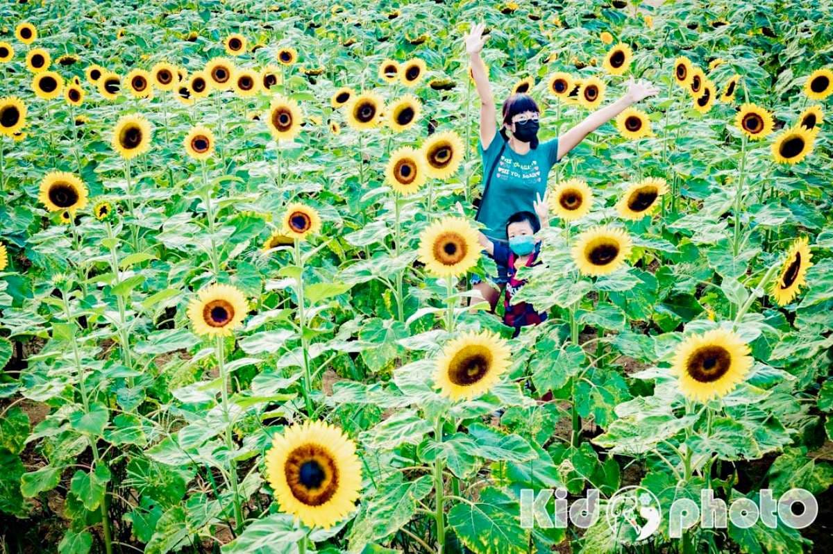 北部最大「向日葵農場」100元拍爆!千坪花海美翻,加碼玩兒童賽車、碰碰船 北部最大「向日葵農場」100元拍爆!千坪花海美翻,加碼玩兒童賽車、碰碰船