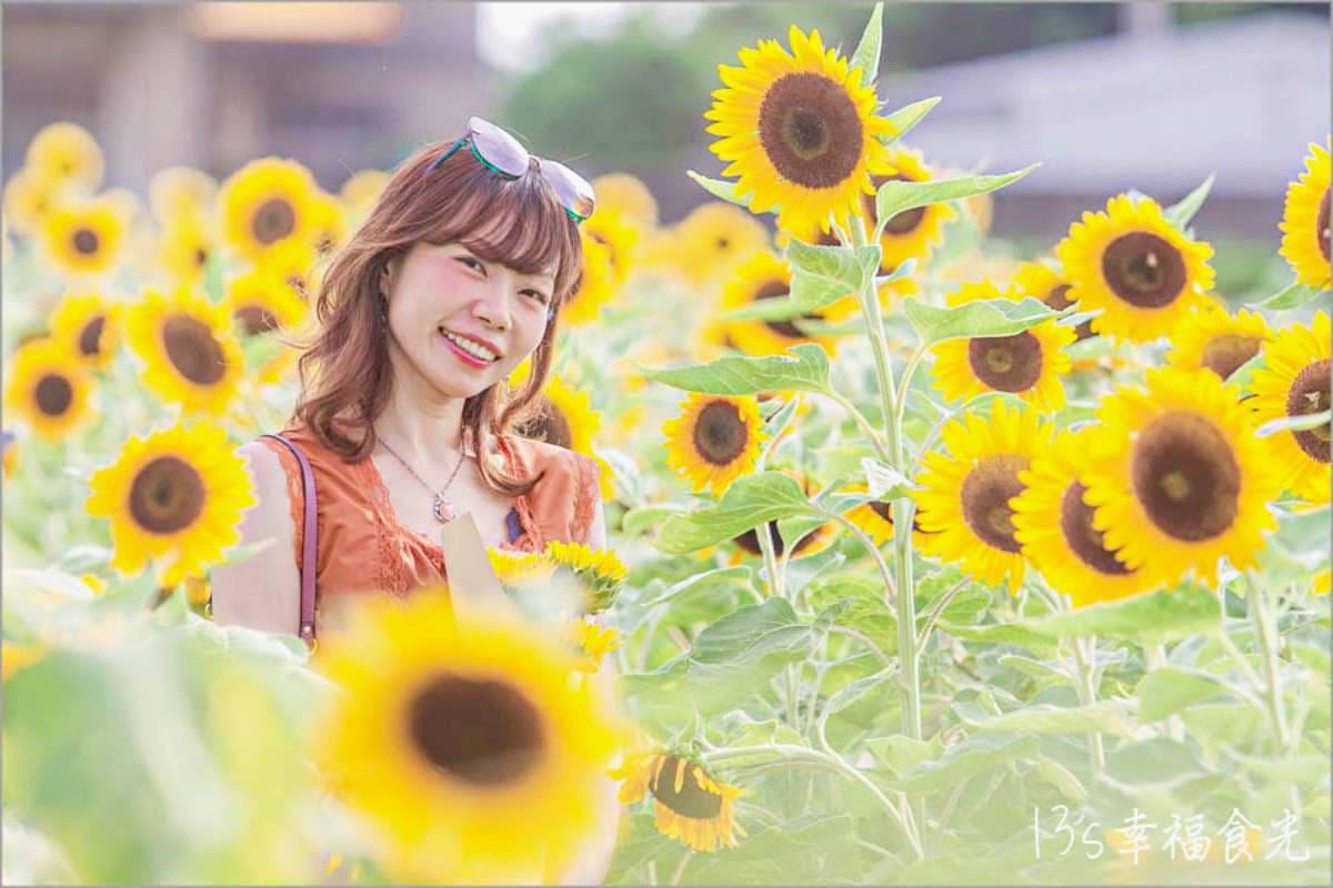 北部最大「向日葵農場」100元拍爆!千坪花海美翻,加碼玩兒童賽車、碰碰船 北部最大「向日葵農場」100元拍爆!千坪花海美翻,加碼玩兒童賽車、碰碰船