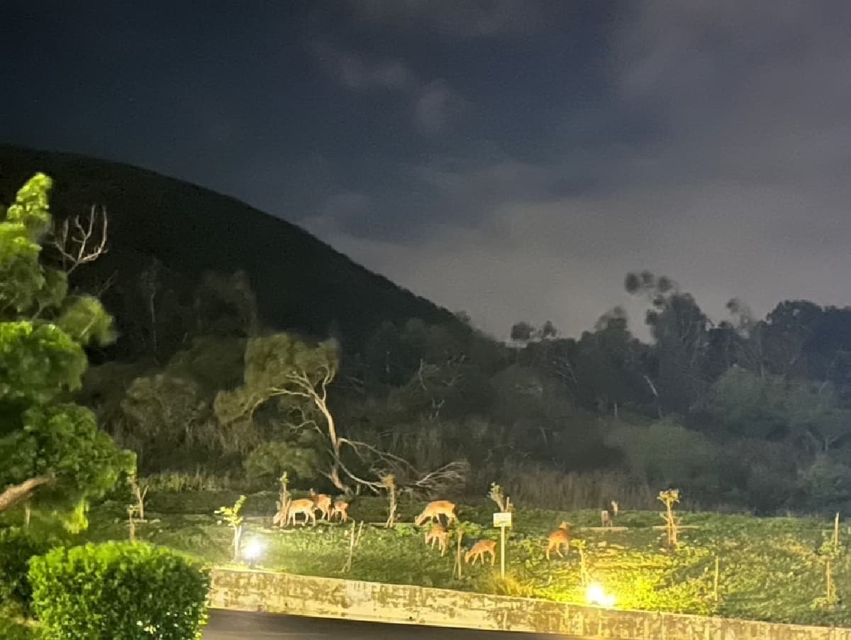 【獨家】夜訪梅花鹿！「墾丁福容」送3000元海景房優惠，玩爆四大主題戲水區