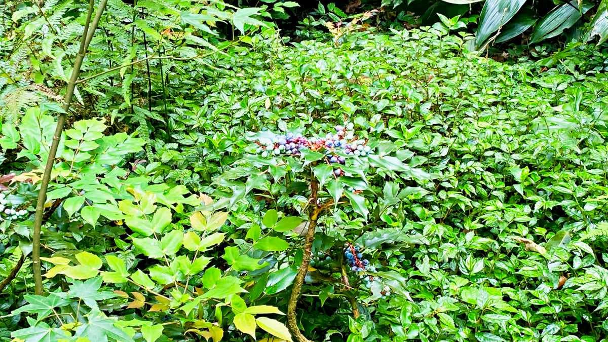 地面上也是綠意盎然，有許多觀葉植物。（圖片來源：依娃旅行小確幸）