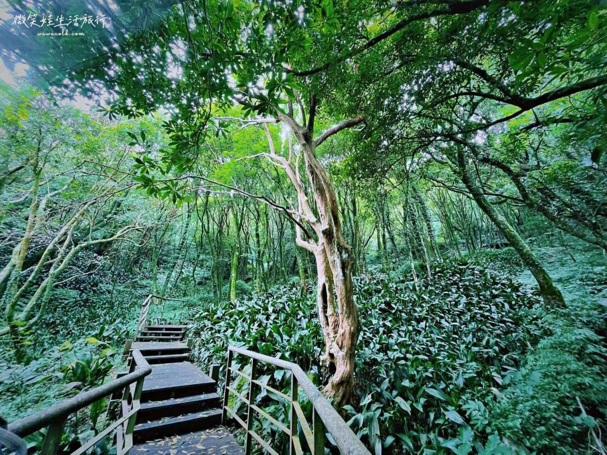 20分鐘輕鬆走完！「魔幻森林步道」藏陽明山，順遊「繡球花祕境」美照拍到飽