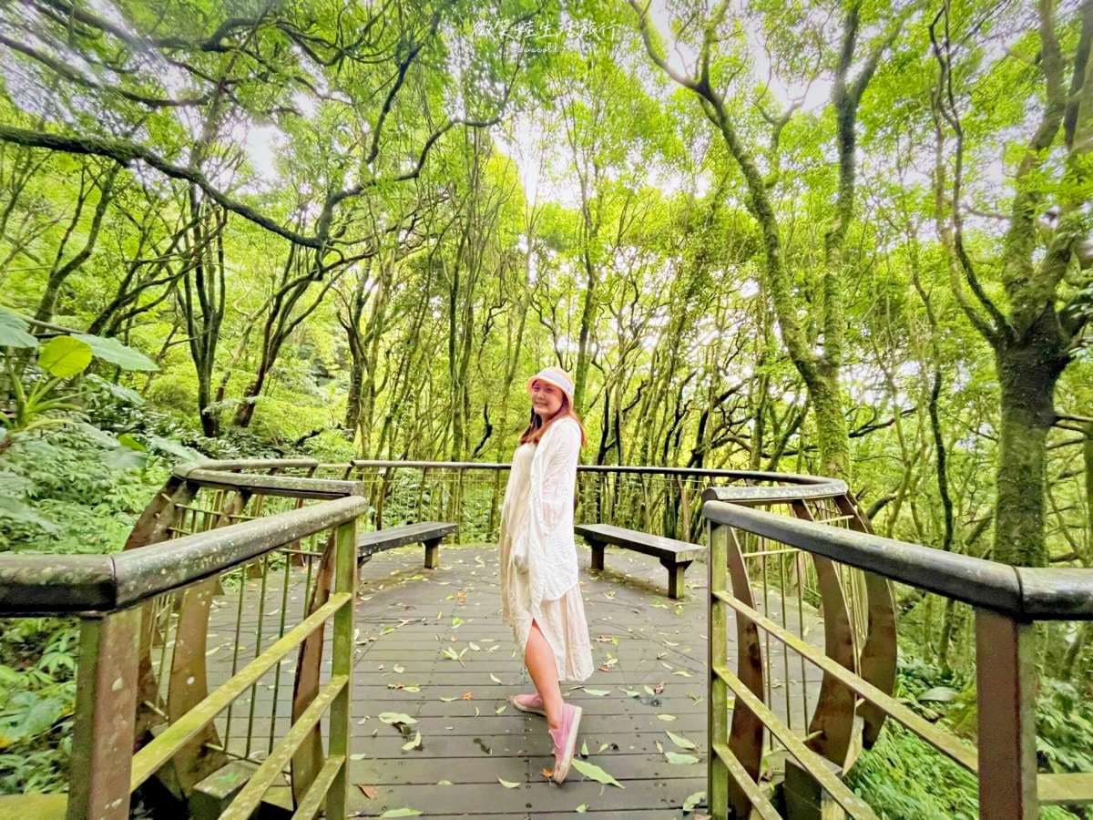 20分鐘輕鬆走完！「魔幻森林步道」藏陽明山，順遊「繡球花祕境」美照拍到飽