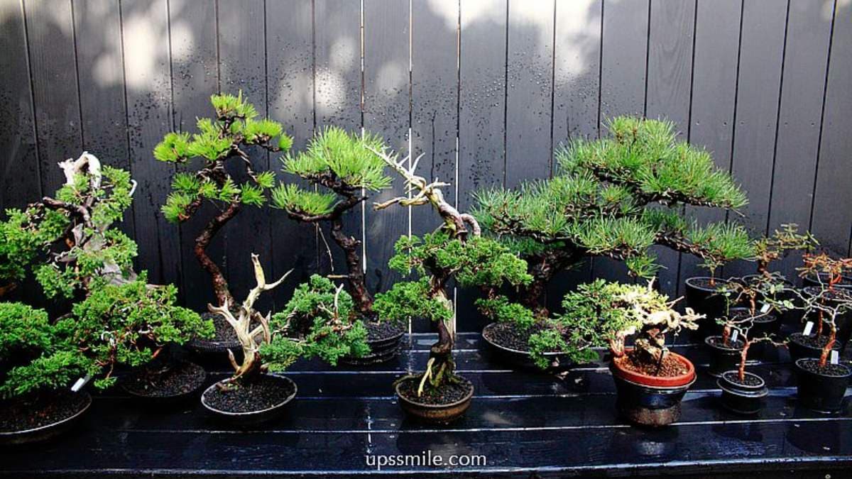 展示的陽明山裏山日本盆栽與植物選物，喜歡都可以買回家。（圖片來源：Upssmile向上的微笑萍子）