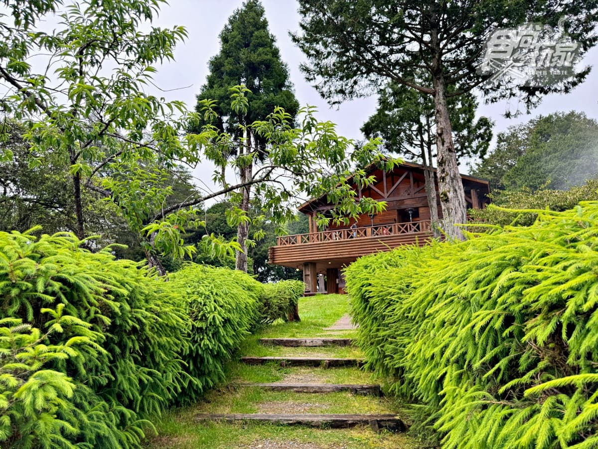 阿里山最美火車「這天」啟航！福森號遊程４亮點：九宮格質感餐盒、品茶體驗