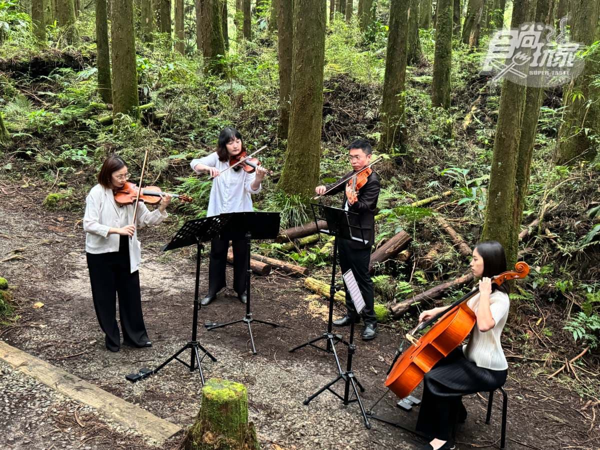 阿里山最美火車「這天」啟航！福森號遊程４亮點：九宮格質感餐盒、品茶體驗