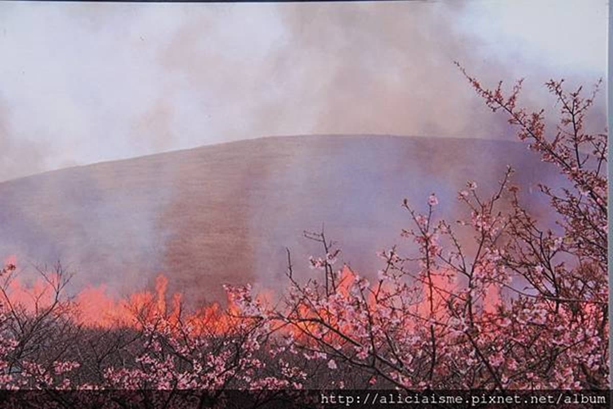 580公尺「抹茶布丁山」!欣賞雲中富士山,花百元還能體驗「放火燒山」 580公尺「抹茶布丁山」!欣賞雲中富士山,花百元還能體驗「放火燒山」