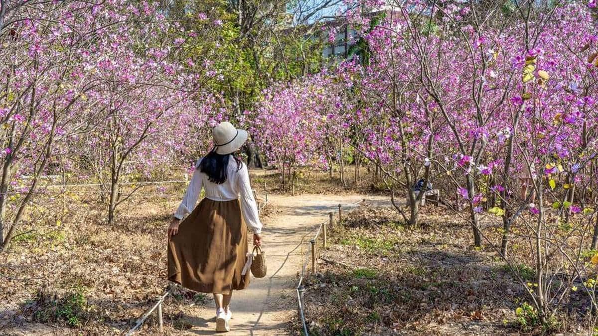 ３月春暖花開之際，公園內的粉紫色羊蹄甲花海綻放。（圖片來源：台南旅遊網）