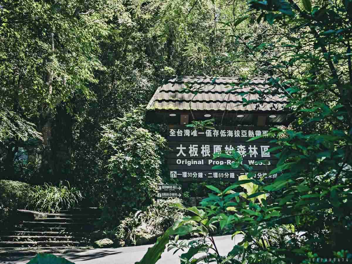 誤闖侏羅紀公園?全台唯一「恐龍森林步道」藏在這,百年巨藤、榕樹根太壯觀 誤闖侏羅紀公園?全台唯一「恐龍森林步道」藏在這,百年巨藤、榕樹根太壯觀