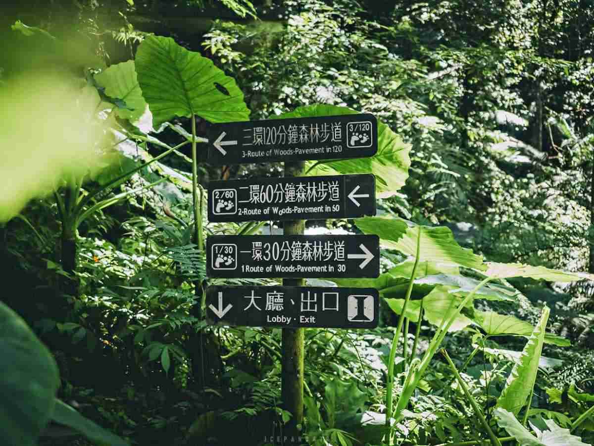 誤闖侏羅紀公園?全台唯一「恐龍森林步道」藏在這,百年巨藤、榕樹根太壯觀 誤闖侏羅紀公園?全台唯一「恐龍森林步道」藏在這,百年巨藤、榕樹根太壯觀