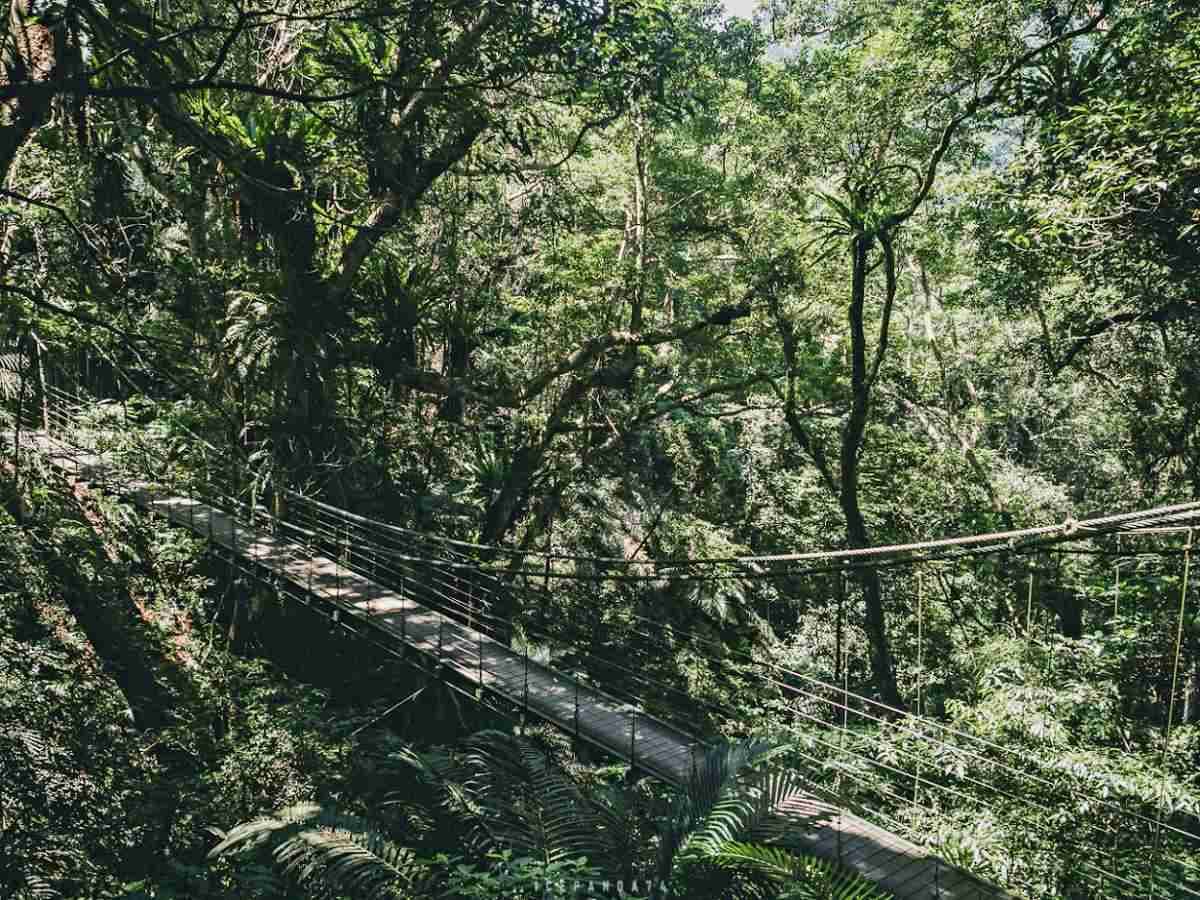 誤闖侏羅紀公園?全台唯一「恐龍森林步道」藏在這,百年巨藤、榕樹根太壯觀 誤闖侏羅紀公園?全台唯一「恐龍森林步道」藏在這,百年巨藤、榕樹根太壯觀