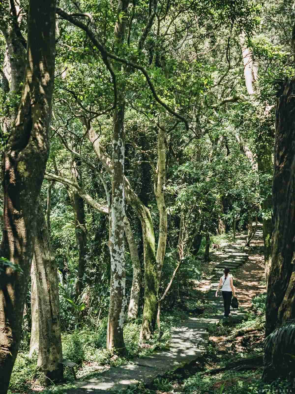 誤闖侏羅紀公園?全台唯一「恐龍森林步道」藏在這,百年巨藤、榕樹根太壯觀 誤闖侏羅紀公園?全台唯一「恐龍森林步道」藏在這,百年巨藤、榕樹根太壯觀