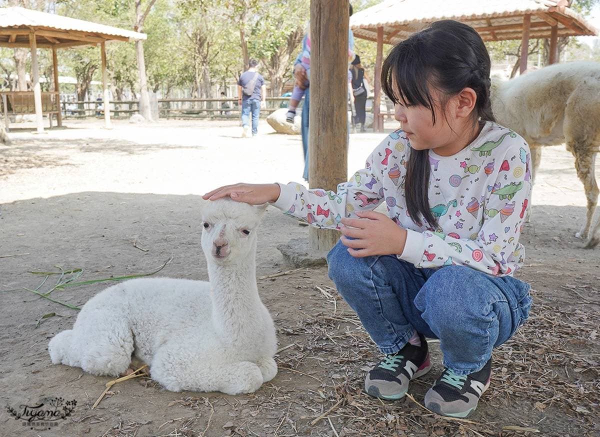 零距離餵萌水豚!台南「頑皮世界野生動物園」行程攻略:特色亮點、門票資訊 零距離餵萌水豚!台南「頑皮世界野生動物園」行程攻略:特色亮點、門票資訊